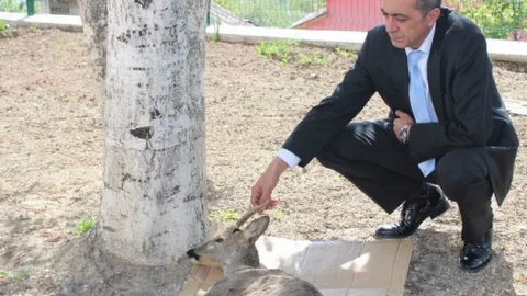 Sivas'ta Yaralı Karaca Yavrusu Bulundu