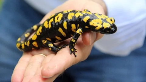 Çemişgezek'te Su Semenderi Görüldü