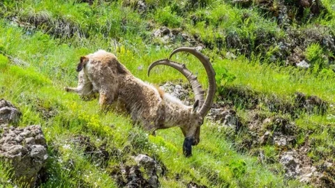 Tunceli'de Dağ Keçileri Fotoğraflandı