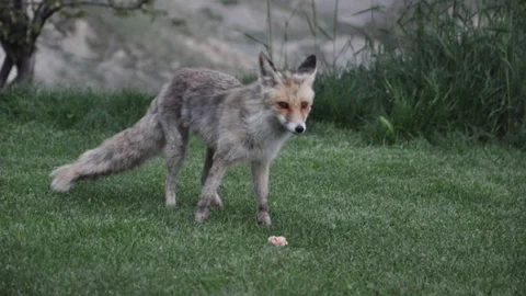 Tunceli'de Tilki Keyfi