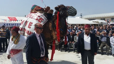 Bolu'da Açık Artırmada Deve Satışı