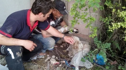 Sakarya'da Yavru Köpek Kurtarma Operasyonu