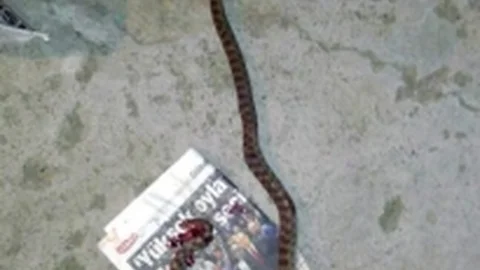 Siverek'te Yılan Panik Yarattı