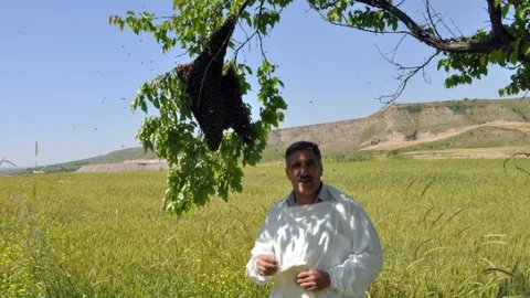 Sincik'te Arı Oğul Kaldırma Dönemi