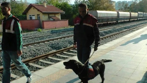 Çaycuma'da Kenevir Operasyonu