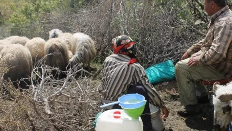 Siirt Eruh'ta Süt Sağımı Başladı