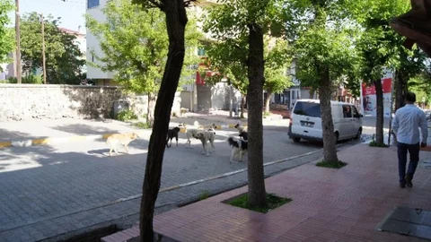 Kağızman'da Başıboş Köpek Sorunu