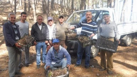 Dalaman'da Basra Aşılaması Yapılıyor