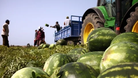 Adana'da Karpuz Hasadı Başladı