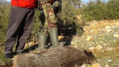 Karaman'da Yaban Domuzu Avı Devam Ediyor