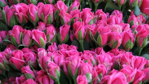 Menderes'te Çiçek Festivali Yapılacak