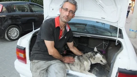 Burhaniye'de Köpek Zehirlenmesi Olayı