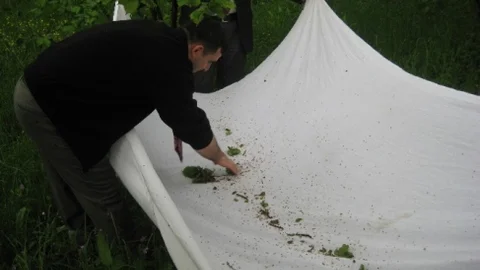 Düzce'de Fındık Kurdu Mücadelesi