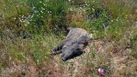 Kırkağaç'ta Domuz Sürüsü Kazaya Yol Açtı