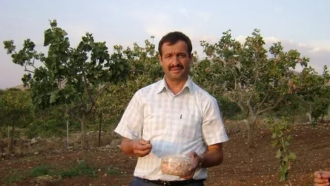 Siirt'te Fıstık Üretimi Arttı