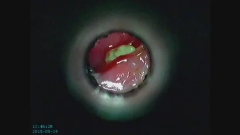 Marmaris'te Kedi Operasyonu