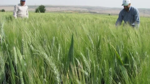 Araban'da Hububat Rekoltesi Artıyor