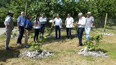 Trabzon'da Fındık Bahçeleri İncelendi