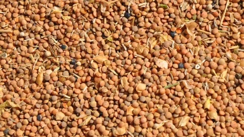 Kızıltepe'de Kırmızı Mercimek Tehlikede