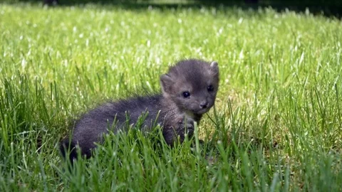 Bursa'da Yavru Sansar Kurtarıldı