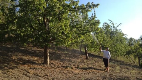 Kütahya Pazarlar'da Meyve İlaçlama Çalışmaları Hızlandı