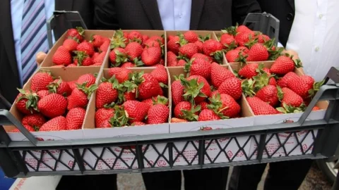 Yalova'da Vali Hanım Çileği Hasadı Başladı