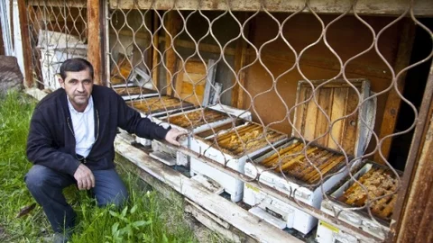 Kirpiler Arı Kovanlarını Tehdit Ediyor