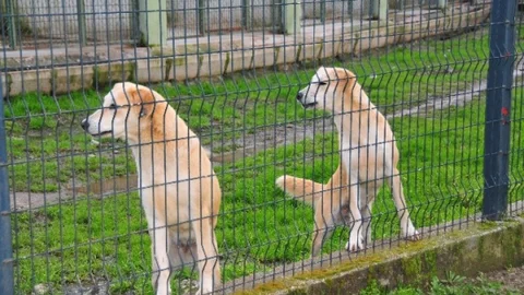 Mahkeme Sokak Hayvanları Kararını İptal Etti