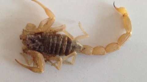 Ankara'da Akrep Sokması Olayı