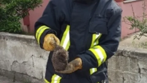 Samsun'da Kirpi Kurtarma Operasyonu