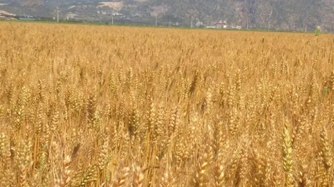 Aydın'da Sertifikalı Tohum Kontrolleri Başladı
