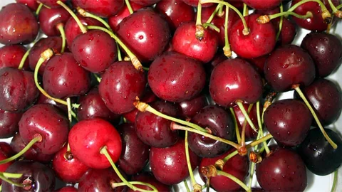 Manisa'da Kiraz Hasadı Başladı