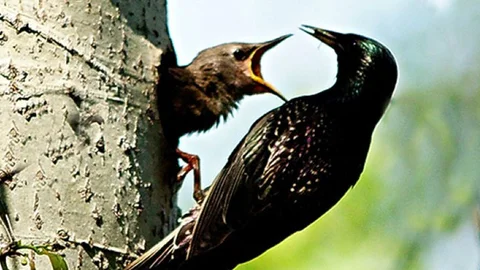 Karacabey Longoz Ormanları'nda Görsel Şölen