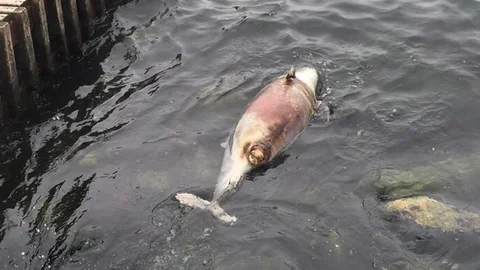 Bursa'da Ölü Yavru Yunus Bulundu