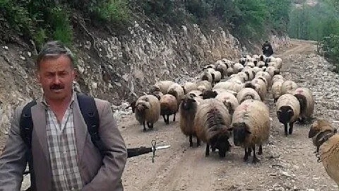 Giresun'da Koyun Sürüleri Yaylaya Çıkıyor