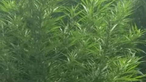 Samsun'da Uyuşturucu Operasyonu