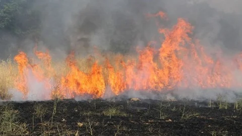 Manisa'da Buğday Tarlası Yanarak Kül Oldu