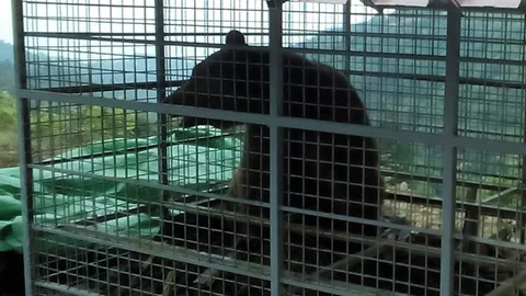 Trabzon'da Ayı Tuzaklandı