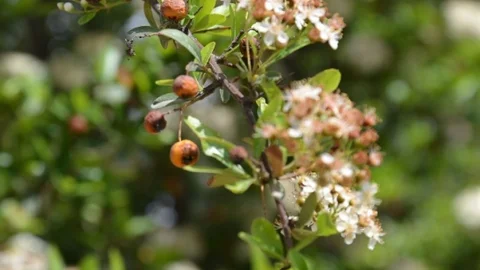 Malatya'da Kayısı Üretimi Tehdit Altında