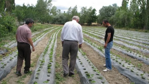 Yozgat'ta Çilek Üretimi Başlıyor