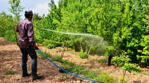 Malatya'da Kiraz Sineği İle Mücadele Başladı