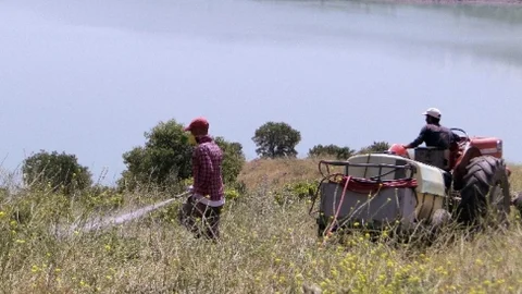 Malatya'da Çekirge Mücadelesi Sürüyor