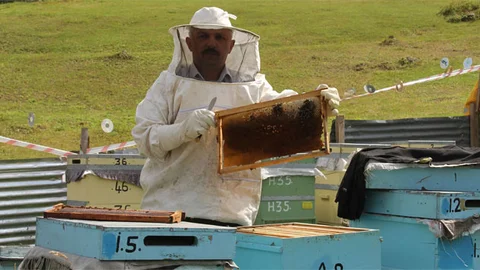 Rize'de Anzer Balı Fiyatı Artışı