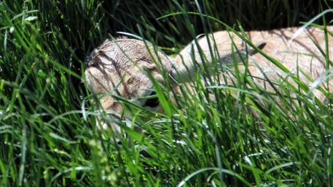 Kayseri'de Yavru Ceylan Sevinci