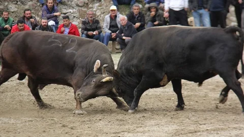 Çamlıhemşin'de Boğa Güreşi ve Pasta Savaşı
