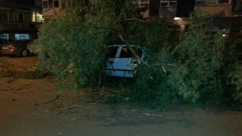 Ankara'da Devrilen Ağaç Kazaya Yol Açtı