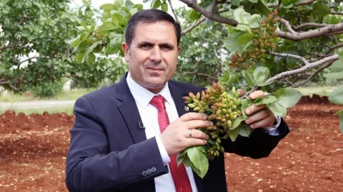 Gaziantep'te Antepfıstığı Rekoltesi Artıyor