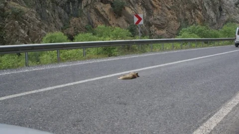Hakkari'de Sürücüler Yaban Hayvanlarını Tehdit Ediyor