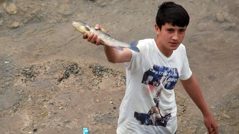 Tokat'ta Balık Ölümleri Yaşandı