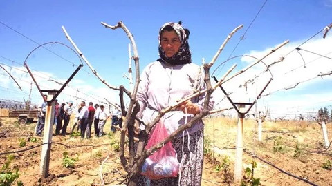 Manisa'da Üzüm Bağları Kazılmaya Başlandı